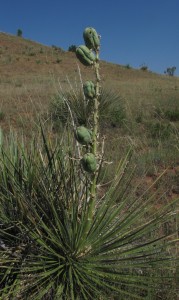 2017-07 Yucca